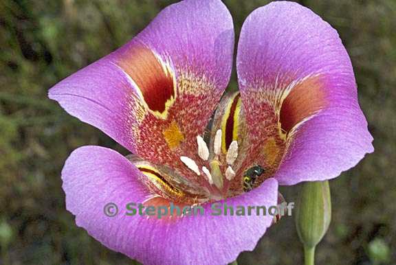 calochortus venustus 2 graphic